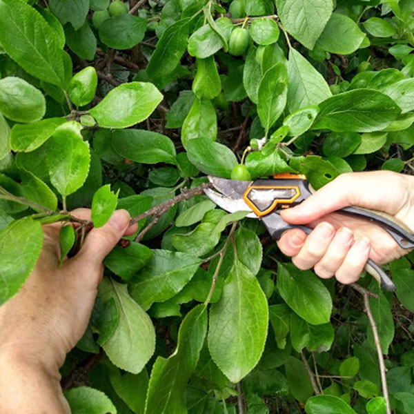 Edinburgh garden designer Karen Laing pruning back unwanted growth. Close up
