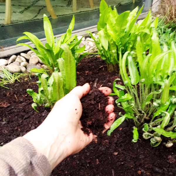 hand spreading leaf mould around hearts tongue ferns