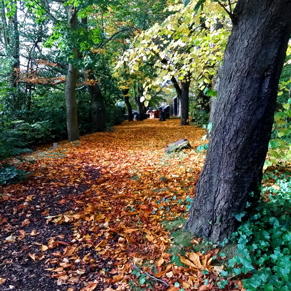 Golden leaves cover a path through the woodland floor