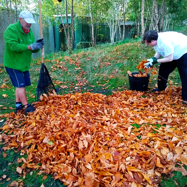 Two people collecting leaves for leaf mould