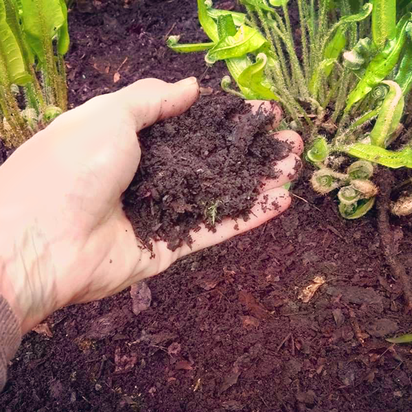 Close up showing hand spreading of leaf mould around plants _ lainglandscapedesign.co.uk