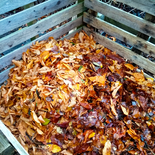 wooden pallet frame filled with freshly fallen leaves