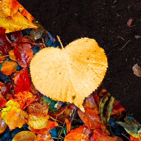 golden leaf over leaves and leaf mould